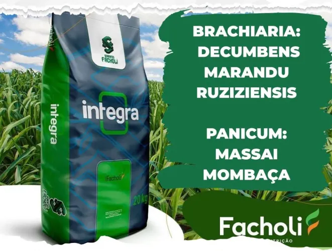 Semente de capim 10kg
