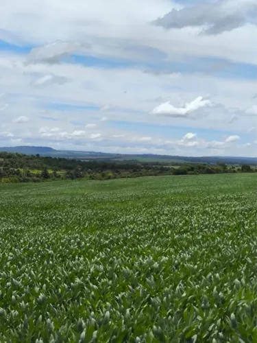 Fazenda município de Campina verde
