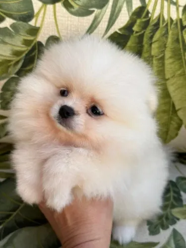 Spitz Alemão 