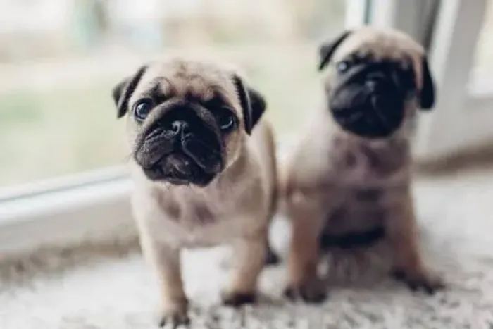 Pug com prescinho camarada 