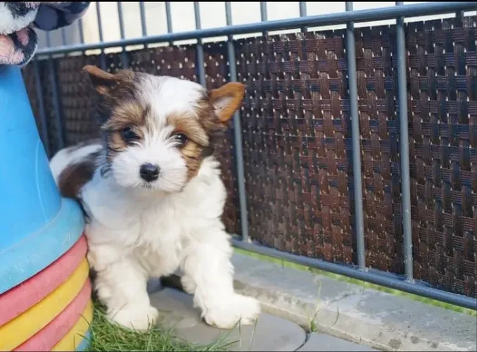 Biewer Terrier Fêmea microTricolor Uma Princesa Esperando por Você