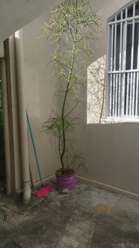 plantas ornamental para seu jardim 