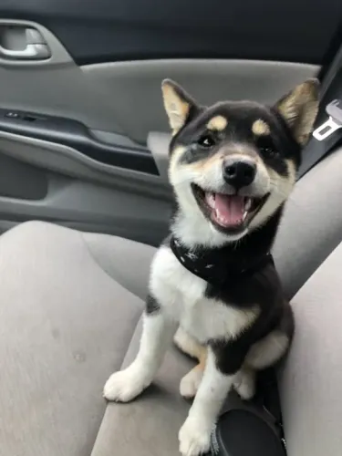 Shiba Inu Filhotes Adoráveis na Cor Preto e Castanho