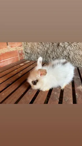 Coelho mini lion