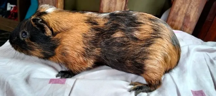 Família de pets 160 todos
