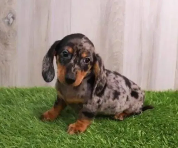 Basset Mini Dachshund Belíssimos Alerquins.