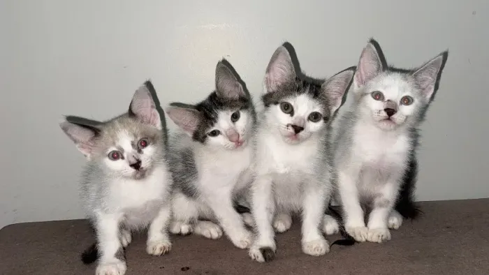 Gatos filhote gêmeos