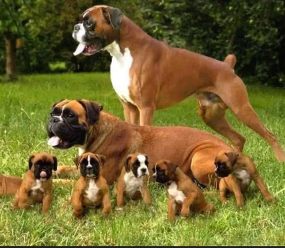 Boxer