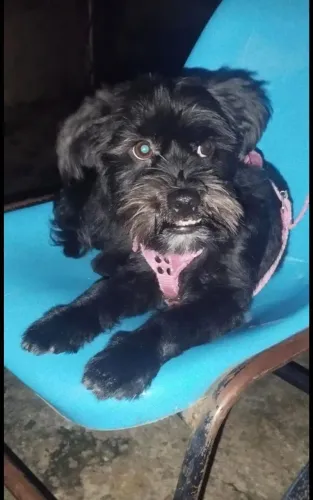 Adoção Responsável - Cachorra