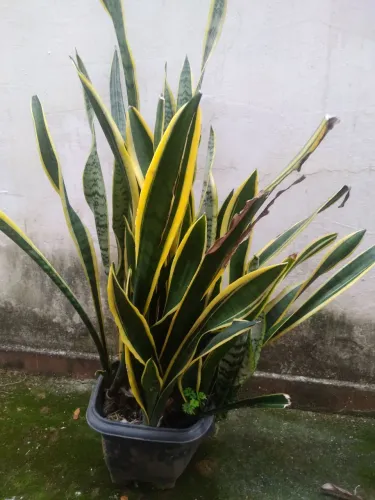 PLANTA ESPADA DE SANTA BÁRBARA
