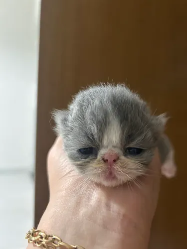 Filhote gato persa RESERVA