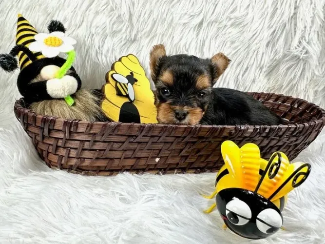 Filhotes De Yorkshire Terrier - Um Novo Amigo Para Abraçar 