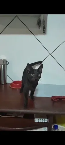 Gato para adoção responsável