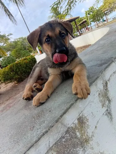 filhote de pasto alemao 