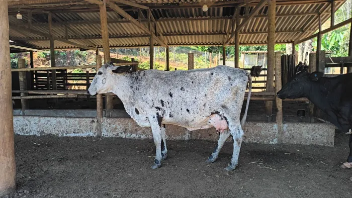 Venda de vaca de leite parida.