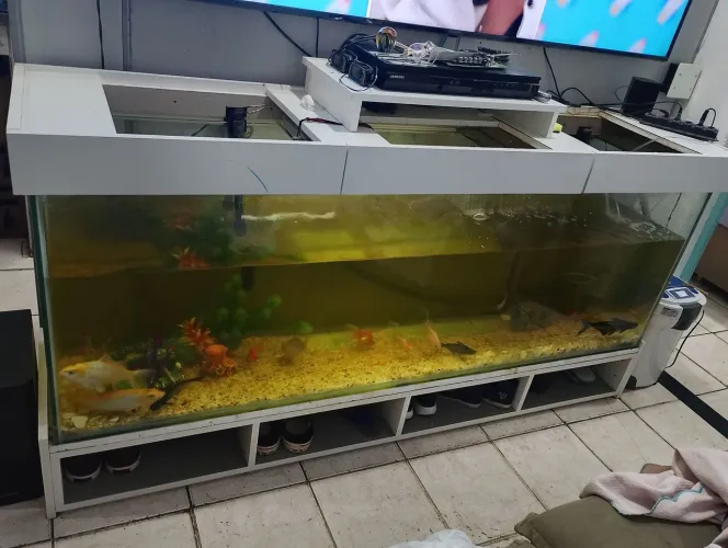 Aquário gigante 