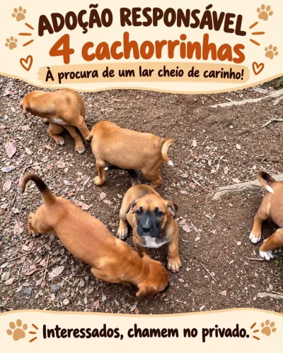 Filhotes de cachorro para adoção 