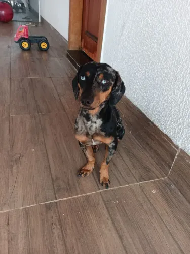 Pinscher+Salsicha mofado