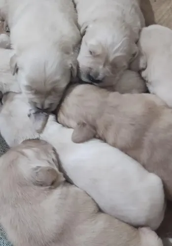 Filhote Golden Retriever com Pedigree