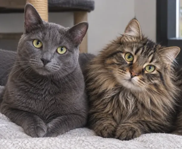 Busco gatos para adotar
