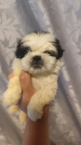 Dog shitzu macho