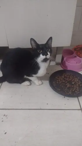 GATA PARA ADOÇÃO