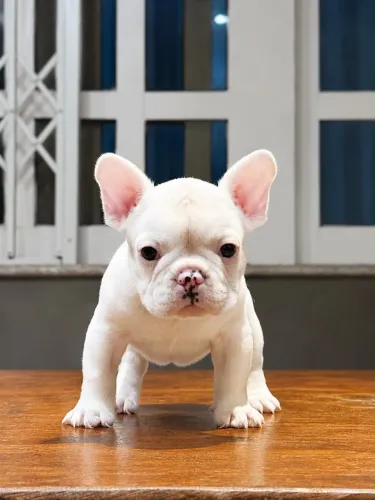 Buldogue Francês 45 Dias 