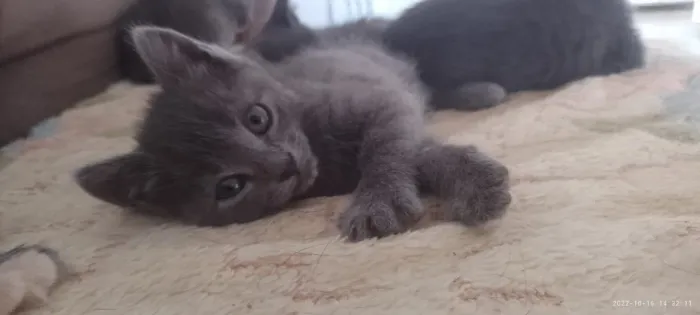 Azul Russo/Russian Blue Filhotes