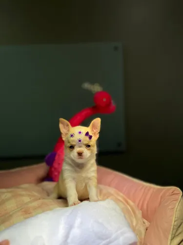 Filhotes dê chihuahua 