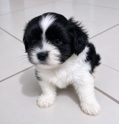 Shih Tzu