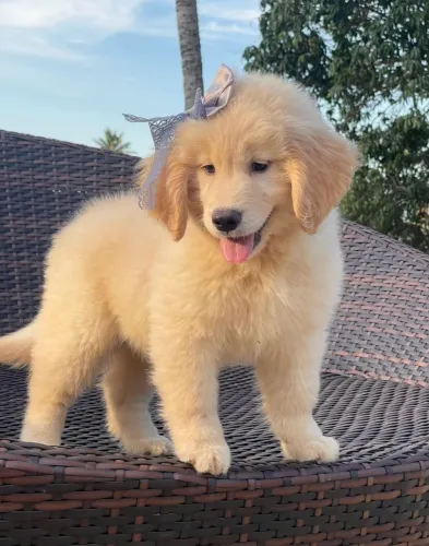 Modelo de cão 