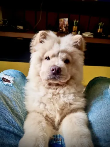 Chow Chow 