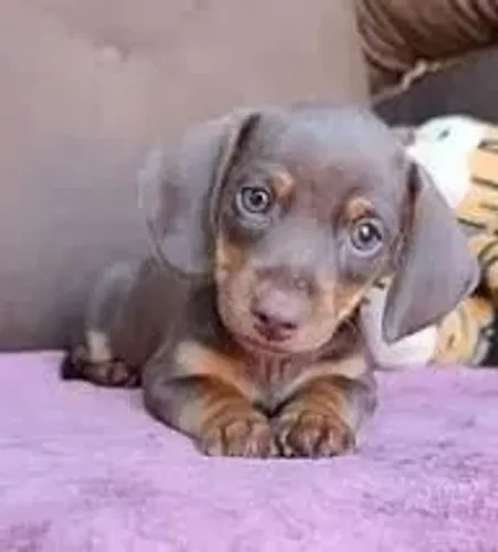 basset machinho
