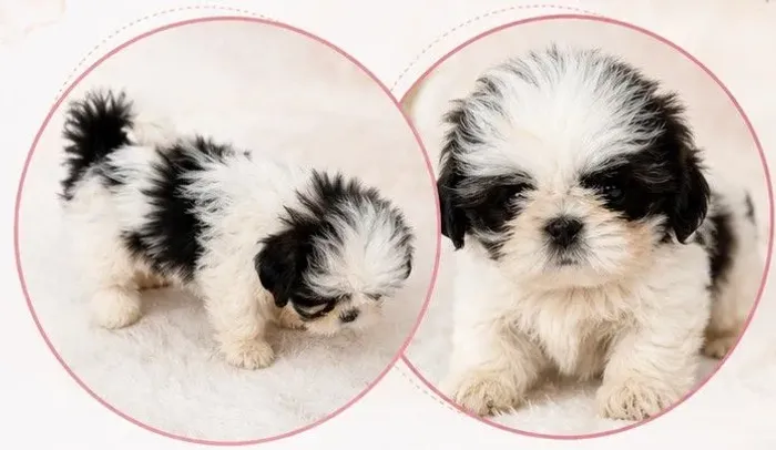 Shih tzu fêmea pura