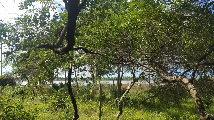 área lagoa tambaquis beira lagoa