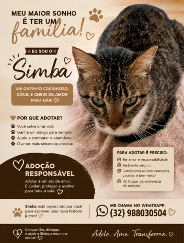 Gato doacao