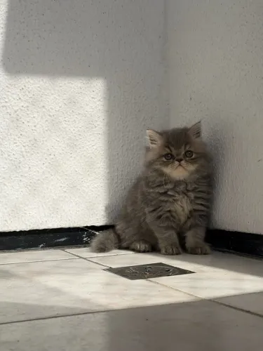Gato persa macho