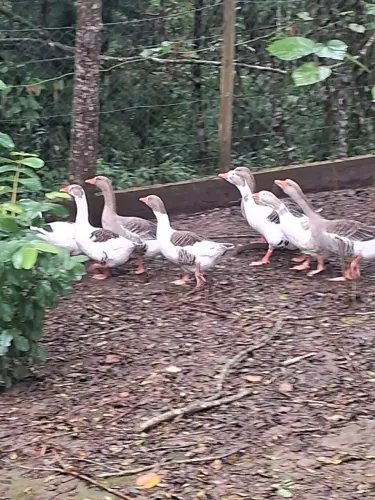 Ganso Caipira