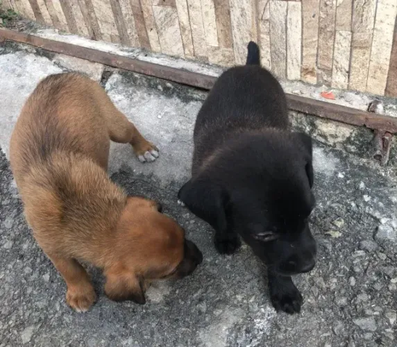 Cachorrinhos 