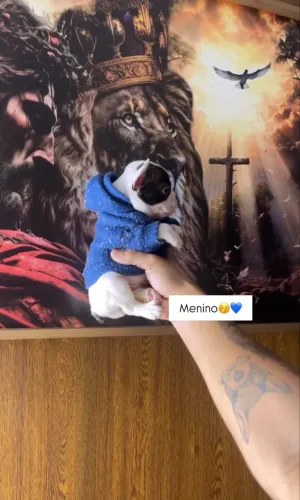 Buldogue Francês COM PEDIGREE