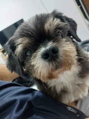 Procuro Shih Tzu