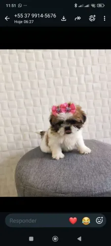 Shih Tzu 