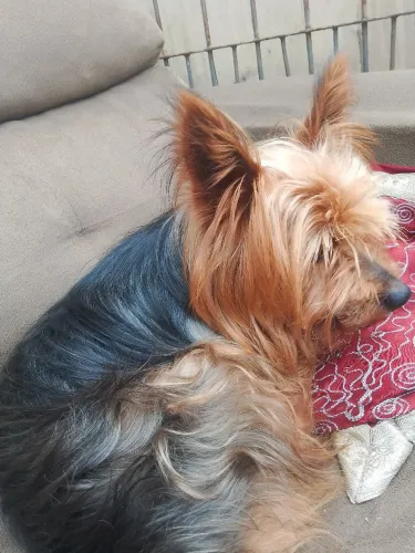Vendo yorkshire macho 3 anos
