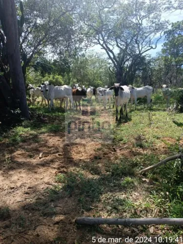 Fazenda para Venda em Gilbués, Centro