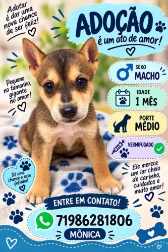 Adoção responsável de filhote de cachorro macho