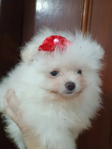 Lulu da Pomerânia ursinha