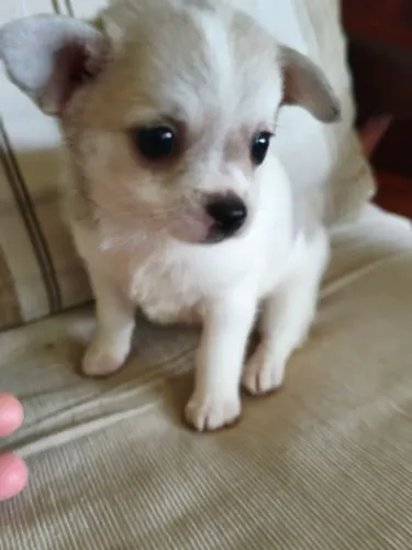 Chihuahua fêmea pêlo curto disponível!
