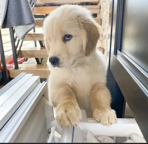 Filhotes de Golden retriever | Carisma que chama atenção.