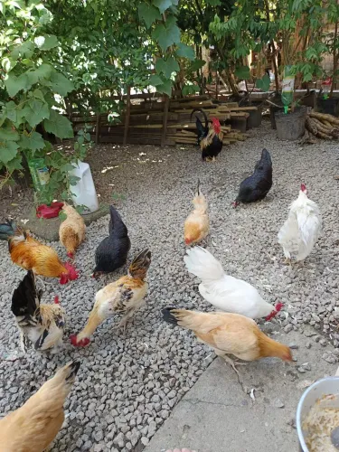Vende-se Casal de Galinha Garnisé 