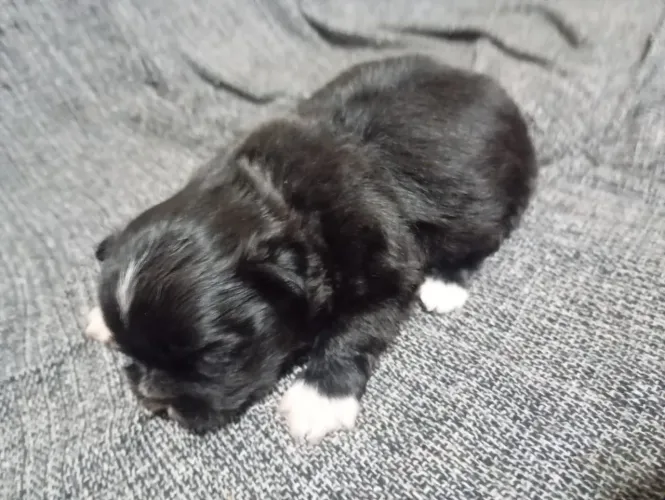 Vendo filhote de cachorro Shitzu 